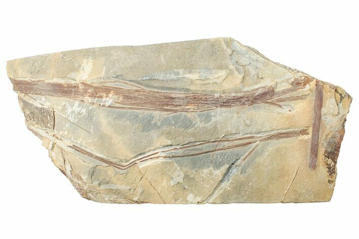 Carboniferous Horestail (Calamites) Fossil Plate - Utah #256842
